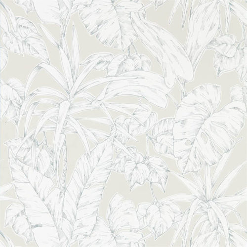 Parlour Palm 112026